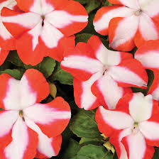 Image result for Impatiens austrotanzanica