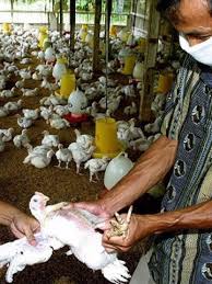 La primera infección humana por la gripe aviar h5n1 (véase tipos y cepas de la gripe) se produjo en hong kong en 1997 y posteriormente en 2019 se confirmó en nepal una infección en humanos. Hfwc9wh2e1aejm