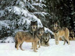 10.5 mi call for stock. The Holistic Pet Nutrition Center Harmony Pa Home Facebook