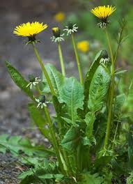 Originally conceived and hosted by peter lustig, the first episode aired on january 7, 1979, then titled pusteblume. Lowenzahn Geo