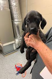 Browse reputable breeders in pa, ohio, indiana. Puppies In Jacksonville Looking For Their Fur Ever Homes