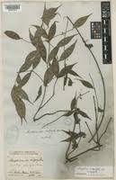 Image result for Parquetina calophylla