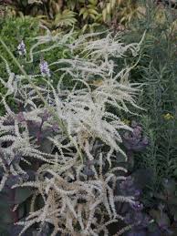 Geschlitzter Wald Geissbart Kneiffii Aruncus Dioicus Kneiffii Pflanzen Baumschule Garten
