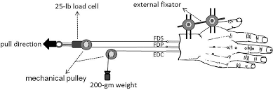 Georgia tech standardizes its performance testing on radview webload. Assessing Finger Joint Biomechanics By Applying Equal Force To Flexor Tendons In Vitro Using A Novel Simultaneous Approach