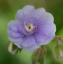 Image result for Geranium `Summer Skies`