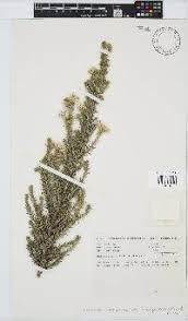 Image result for Monosis conferta