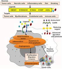 Frontiers Receptor For Advanced Glycation End Products Acts As A Fuel To Colorectal Cancer Development Oncology