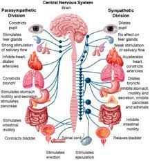 Obat Kelenjar Hipofisis Nursing Study Nurse Autonomic Nervous System