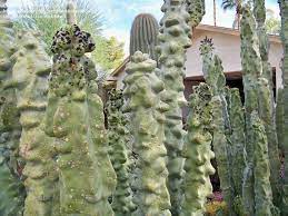 The black tailed rattlesnake seems to prefer woodlands and above flats in hill or mountain terrain. Cacti And Succulents Hail Damage To Plants 1 By 48flash