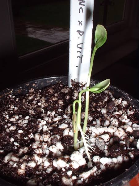 passion flower seeds germination