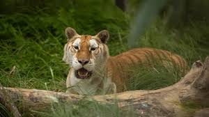 Vantara Jamnagar Zoo Ticket Price: Everything You Need to Know Before You  Visit