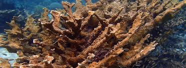 Bonaire Dive Snorkel Sites