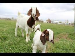Dozens Of Baby Goats Kids Jumping Yelling And Playing Hd Footage Baby Goats Goat Kidding Goats