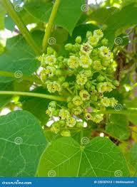 Image result for Jatropha curcas