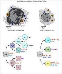 Types of reproduction include asexual reproduction and sexual reproduction. Animalia An Overview Sciencedirect Topics