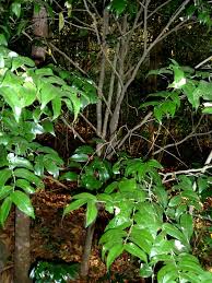 Image result for Drypetes arguta