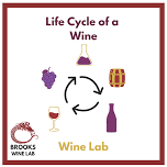 Brooks Wine Lab: Life Cycle of Wine