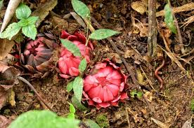 Image result for Thonningia