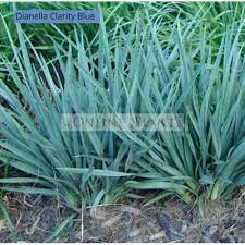 Doesn't spread widely by rhizomes. Dianella Clarity Blue For Sale Online Plants Melbourne Australia