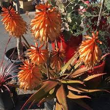Image result for Aloe cameronii