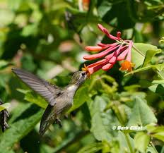 These birds can be a joy to watch as they hover and from flower to flower. Hummingbird Backyardsfornature Org