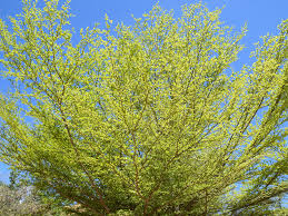 Image result for Terminalia neotaliala