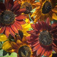 Sunflower Seeds Evening Sun Mixed Colors Sunflower Pictures Red Sunflowers Moon Flower