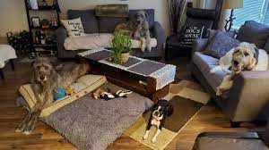Noco pet sitting is a pet sitting and dog walking service that can give peace of mind to both you and your pet. Petition Help Protect A Local Home Pet Sitting Service V S Dog Walking And Care Services Change Org
