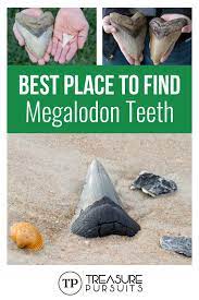 Users are encouraged to contribute to the subreddit, please try to treat others how you would like to be treated. Best Place To Find Megalodon Teeth Fossil Hunting Megalodon Megalodon Tooth