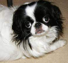 Why We Love Boston Terriers Pawsitively American Boston Terrier Terrier Mix Pekingese Mix Terrier