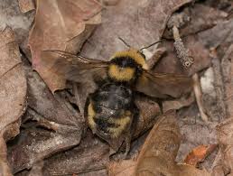 Image result for Bombus flavidus