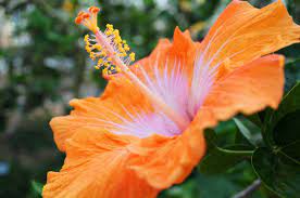 Hibiscus Signifies I Believe You In Flower Language Hibiscus Flowers Plants