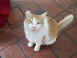 Mon Chat Est Constipe Que Faire Lebernard