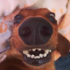 The 26 Most Wiener Dog Things To Ever Happen In The History Of Wiener Dogs Wiener Dog Happy Dogs Dachshund