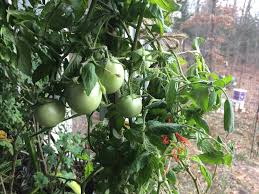 In fact, in the spring you could simply take or watch this video to learn how to plant a low maintenance weed free tomato patch. Winter Tomatoes Gardening Charlotte