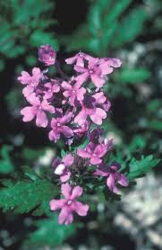 Image result for Verbenaceae