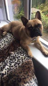 We occasionally have blue french bulldog puppies as this color is a natural occurrence in the breed but often in this way overtime healthy dogs can literally be manipulated by breeding together only other healthy dogs. French Bulldog Colors With Pictures Pets Kb