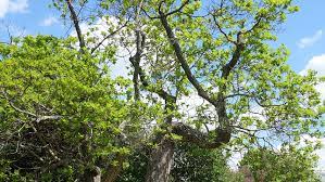 Some metabolites of safrole have mutagenic activity in bacteria and weak hepatocarcinogenic effects in rodents. Sassafras Albidum Treeebb Baumsuchmaschine Im Internet Baumschule Ebben