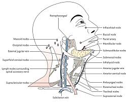 Maybe you would like to learn more about one of these? Easy Notes On Lymphatic Drainage Of The Head And Neck Earth S Lab