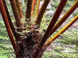 Image result for Cyathea capensis