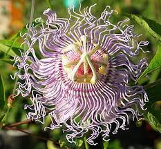 Passiflora Incarnata Pflanzen Seltene Pflanzen Passionsblume