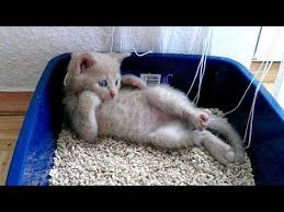 funny cats hold your laugh if you can challenge youtube lustige katzen und hunde lustige katzen ausgestopftes tier