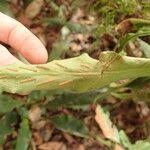 Image result for Loxogramme abyssinica