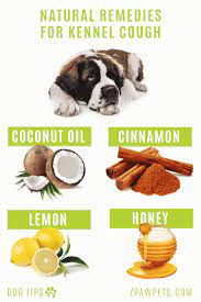 If your dog has a cough you need to got to a qualified veterinarian that will prescribe antibiotics & an animal prescribed cough. Kennel Cough Why Is My Dog Is Coughing Non Stop MÅkai Dog Coughing Dog Remedies Dog Cough Remedies