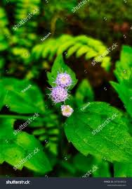 Image result for Adenostemma viscosum