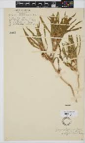 Image result for Geigeria burkei