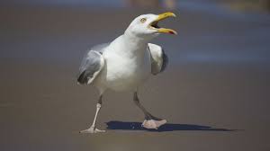 Seagull Attacks Kept English Couple Stranded In Their Home Seagull Felt Pictures Dog The Bounty Hunter