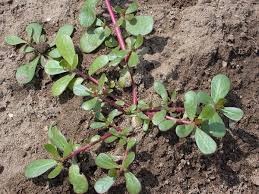 2), turf seeded in summer (fig. Verdolaga Worldcrops
