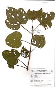 Image result for Thespesia garckeana