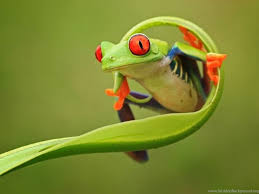 Wide hd standard mobile dual. Green Animal Cute Frog Wallpapers Jpg Desktop Background
